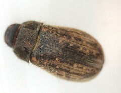 Odontria