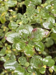 Berberis vulgaris