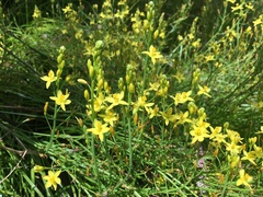 Bulbine semibarbata