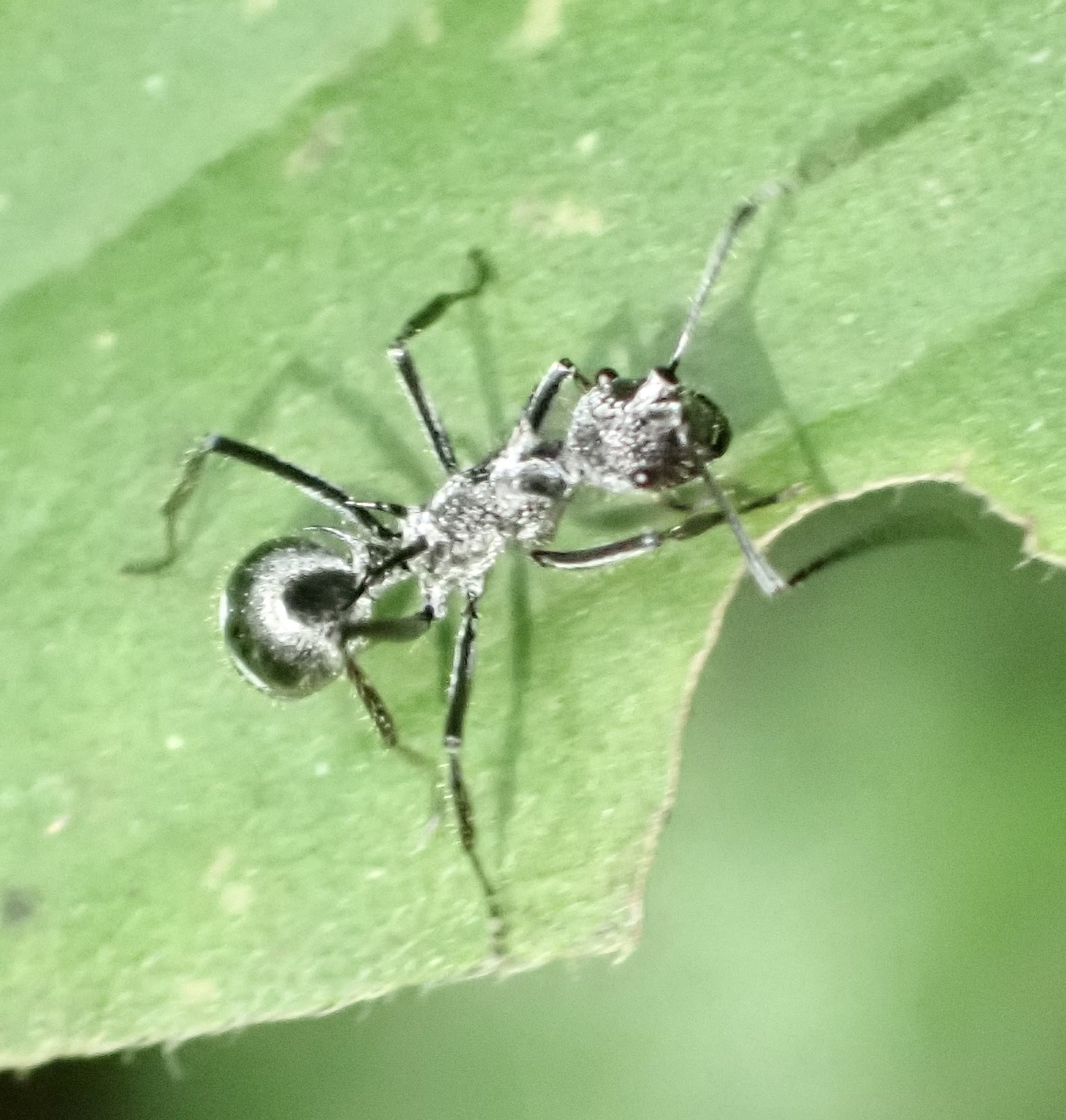 Polyrhachis cleophanes