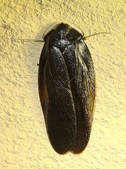 Laxta granicollis