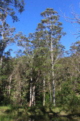Eucalyptus saligna