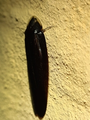 Laxta granicollis