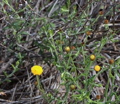 Pentziinae