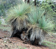 Xanthorrhoea quadrangulata