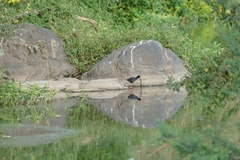 Zapornia flavirostra