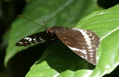 Lexias aeetes