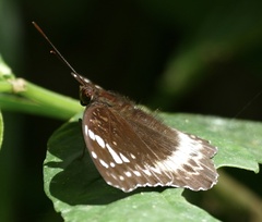 Lexias aeetes