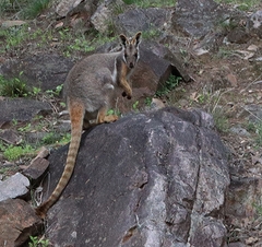 Petrogale xanthopus