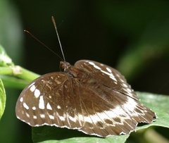 Lexias aeetes