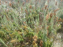 Thamnochortus fruticosus