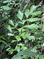 Caryota