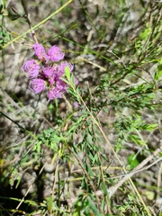 Melaleuca thymifolia