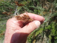 Thamnochortus fruticosus