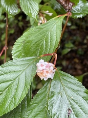 Viburnum farreri