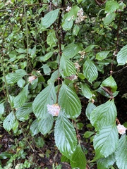 Viburnum farreri
