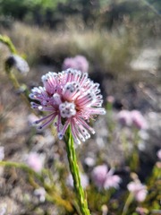 Sorocephalus lanatus