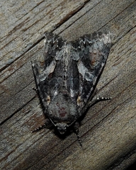 Lacanobia contigua