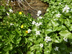 Cardamine asarifolia