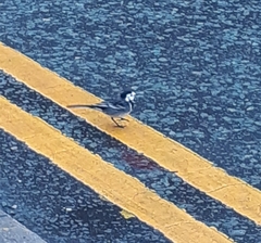 Motacilla alba yarrellii