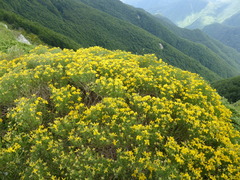 Genista radiata