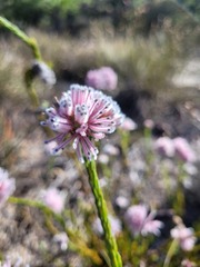 Sorocephalus lanatus