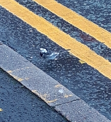 Motacilla alba yarrellii