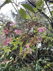 Hydrangea macrophylla