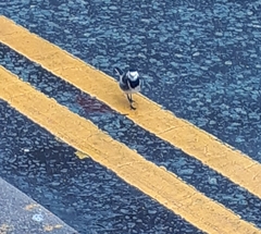 Motacilla alba yarrellii