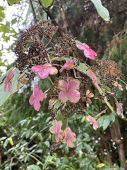 Hydrangea macrophylla