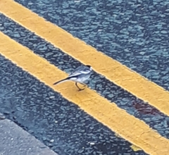 Motacilla alba yarrellii