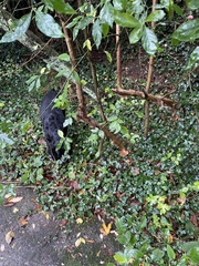 Hydrangea macrophylla