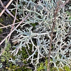 Cladonia rangiformis