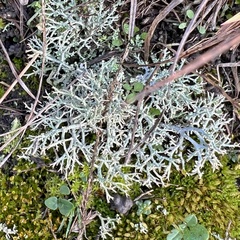 Cladonia rangiformis