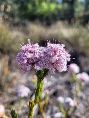 Sorocephalus lanatus