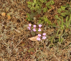 Pelargonium peltatum