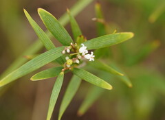 Leucopogon australis