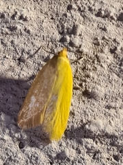 Aeolothapsa