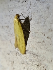 Aeolothapsa
