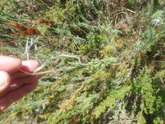 Thamnochortus fruticosus