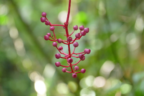 Medinilla clementis observed 2022-10-19