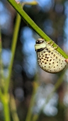 Dicranosterna immaculata