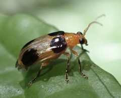 Aulacophorina