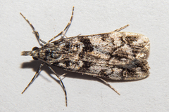 Eudonia torodes
