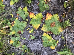 Arctopus echinatus