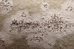 Lecania dubitans