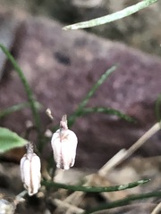 Drimia uniflora