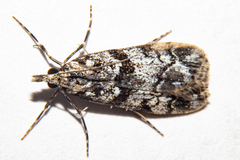 Eudonia torodes