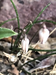 Drimia uniflora