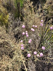Lachnaea